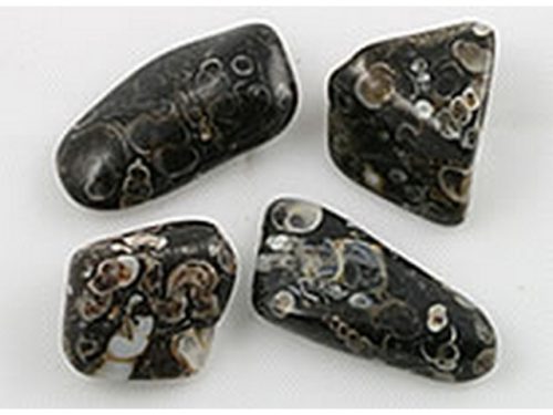 Turitella Agate