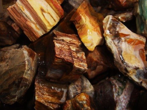 Petrified Wood