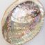 abalone shell