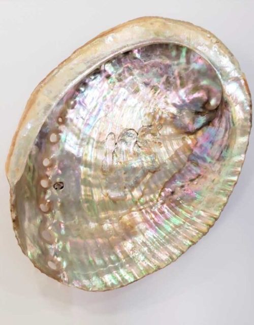 abalone shell