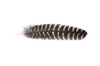 feather for smudging