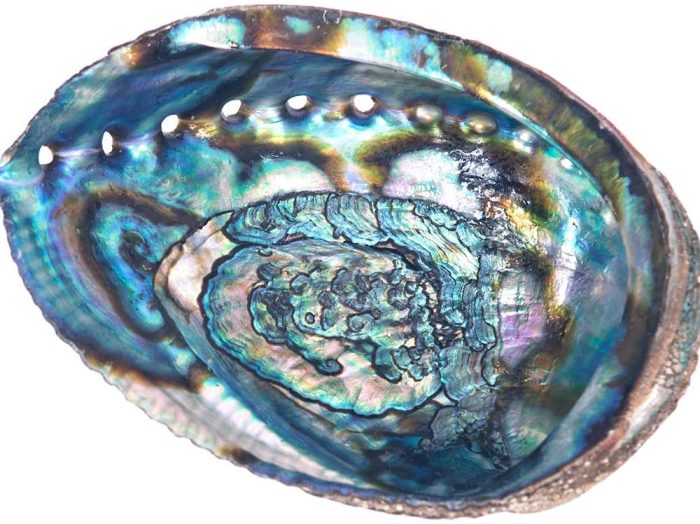 abalone shell