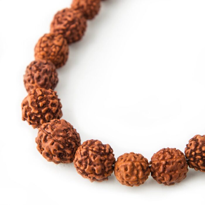 rudraksha seed