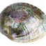 Abalone Shell