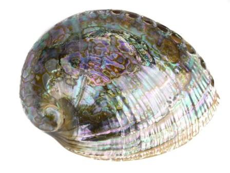 Abalone Shell